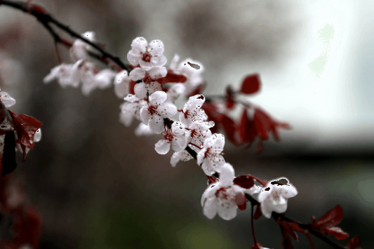 生態(tài)水泥的春（三）